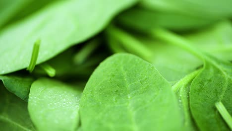 rotating plate with baby spinach (seamless loopable; close-up)