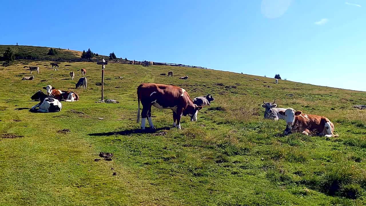 Una mandria di mucche pezzate al pascolo su una vasta pianura verde coperta d'erba, con un orizzonte blu in una giornata di sole.