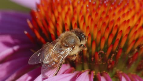 vista de cerca de una abeja en ovario naranja polinizando una flor