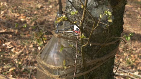 glass bottle collecting birch sap from a small branch in the forest during spring