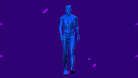 animación de círculos púrpuras sobre el modelo humano azul caminando
