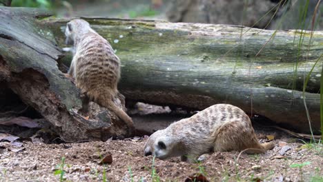 Cose-Up-Shot-Mit-Zwei-Niedlichen-Erdmännchen,-Suricata-Suricatta,-Die-Mit-Ihren-Kleinen-Krallen-Auf-Der-Erde-Graben-Und-Nach-Wirbellosen-Suchen-Und-Suchen