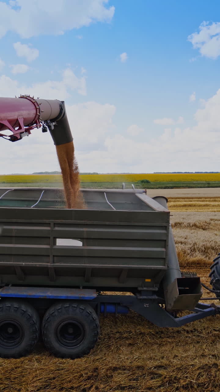 Combine harvester auger unloading grains of wheat. Combine harvester pouring ripe crop into tractor trailer. Machinery working at seasonal works on field in summer. Vertical video