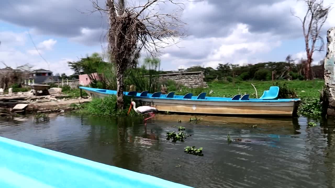 paseo en barco rural en áfrica pasando cerca de un pintoresco ibis de madera o una cigüeña de pico amarillo
