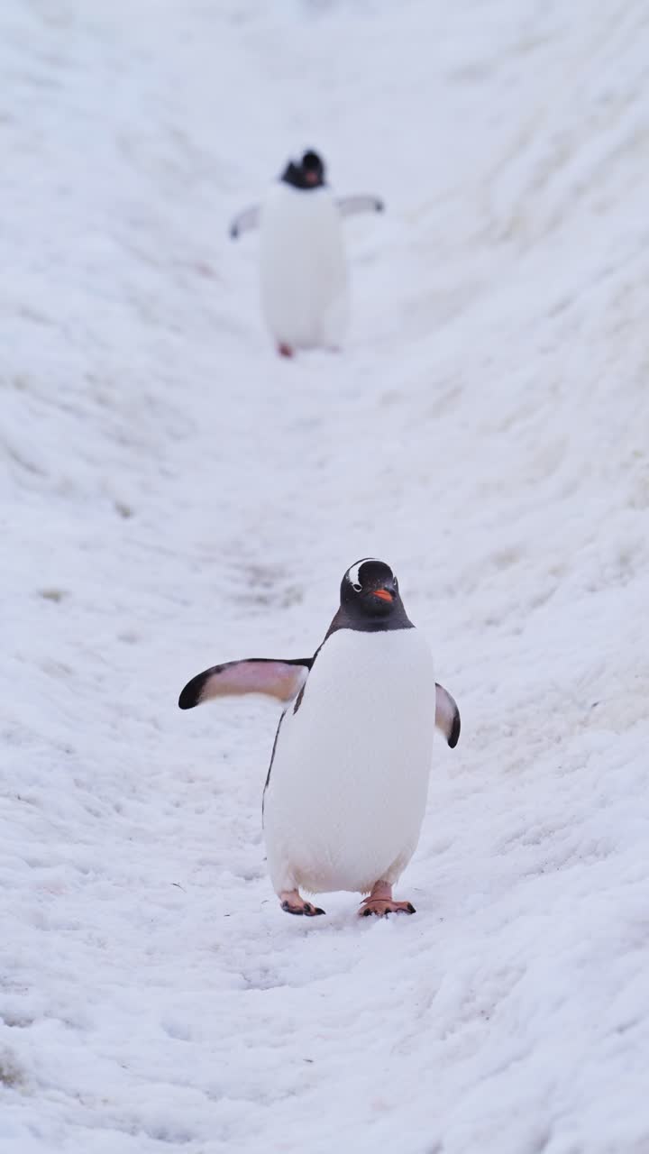 pingüinos caminando en la nieve en la antártida, colonia de pingüinos gentoo y antártida vida silvestre y animales en la península antártica, video de naturaleza vertical para redes sociales, instagram reels y tiktok