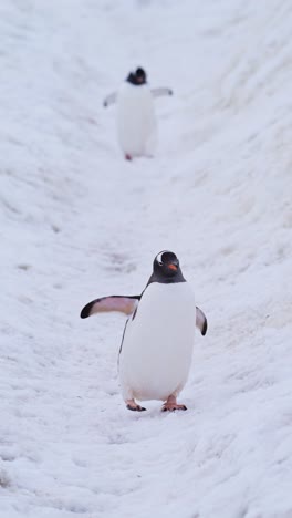 Pingüinos-Caminando-En-La-Nieve-En-La-Antártida,-Colonia-De-Pingüinos-Papúa-Y-Vida-Silvestre-Y-Animales-De-La-Antártida-En-La-Península-Antártica,-Video-De-Naturaleza-Vertical-Para-Redes-Sociales,-Carretes-De-Instagram-Y-Tiktok