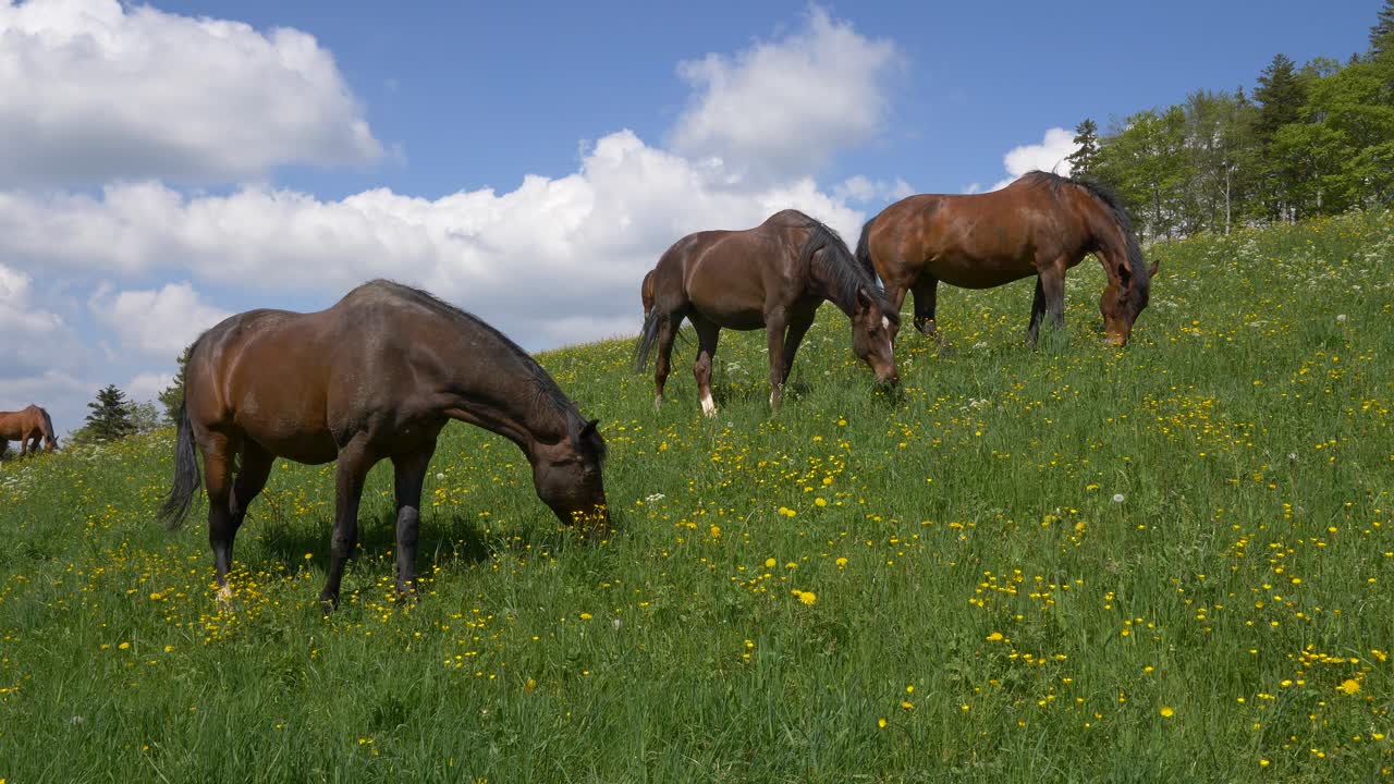 Pretty Brown horses grazing outdoors on green mountain during sunlight - slow motion