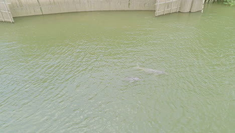 River-dolphin-near-big-wall-made-by-fisherman-in-an-amazonian-river---Para,-Brazil