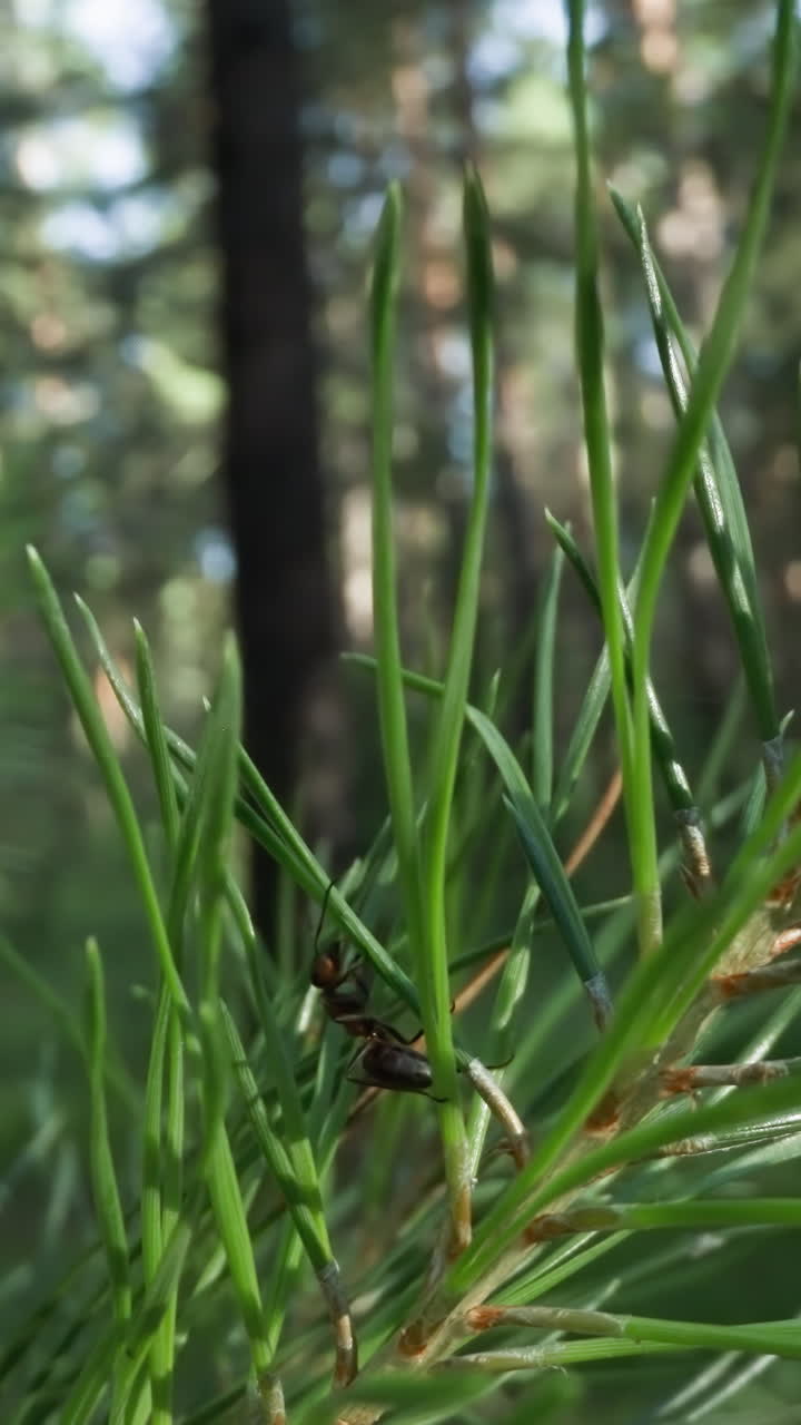ramas de pino exuberantes con enfoque selectivo en un bosque denso, evocando la serenidad de los bosques naturales