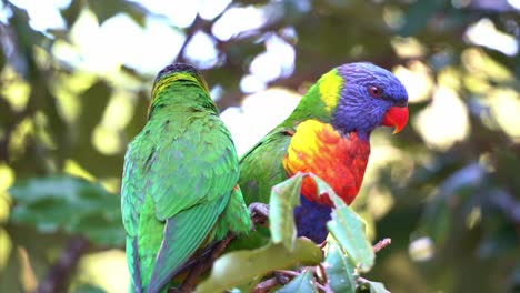 Two-beautiful-lovebirds-rainbow-lorikeets,-trichoglossus-moluccanus,-perched-on-tree-branch,-chirruping-and-showing-love-and-affections-for-each-other-during-mating-season,-close-up-shot