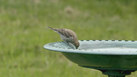 Primer-Plano-De-Pinzón-Bebiendo-En-Baño-De-Pájaros-En-Cámara-Lenta