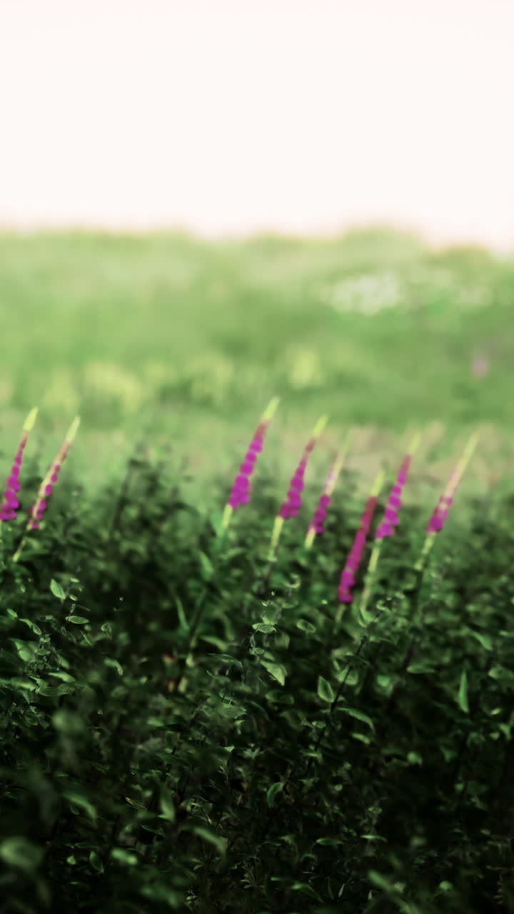 flores púrpuras en un campo verde