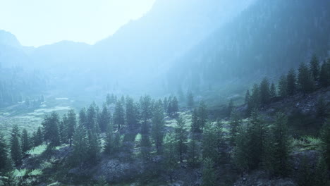 Bosque-De-Pinos-Que-Crece-En-Las-Montañas