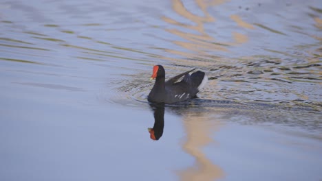 Pájaro-Gallinule-Nada-A-Través-De-Un-Estanque-En-Florida