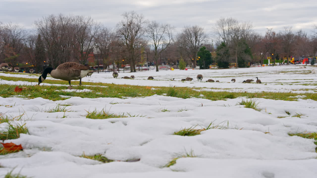 A Canada goose flaps its wings while walking on snowy grass toward feeding geese in a quiet city park during early winter. Lateral movement