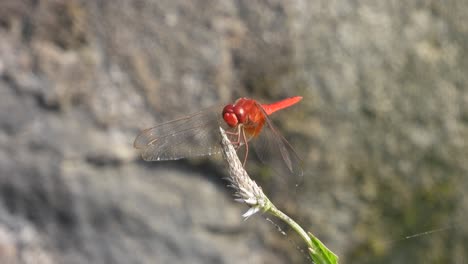 Schöner-Schmetterling-Im-Wind,-Der-Auf-Nahrung-Wartet