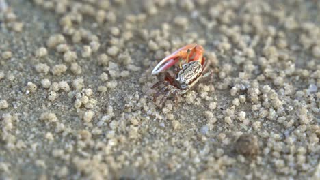 Close-up-shot-of-a-male-sand-fiddler-crab-waving-its-single-enlarged-claw,-sipping-and-consuming-micronutrients-and-forming-small-sand-pellets-on-the-sandy-beach