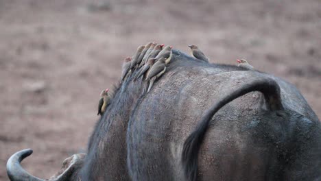 many red-billed oxpecker birds riding along walking cape buffalo