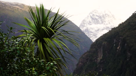 palmera solitaria parada en el paisaje montañoso de nueva zelanda en un día ventoso