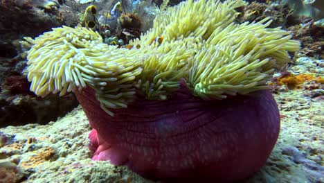 purple anemone with clown nemo fish