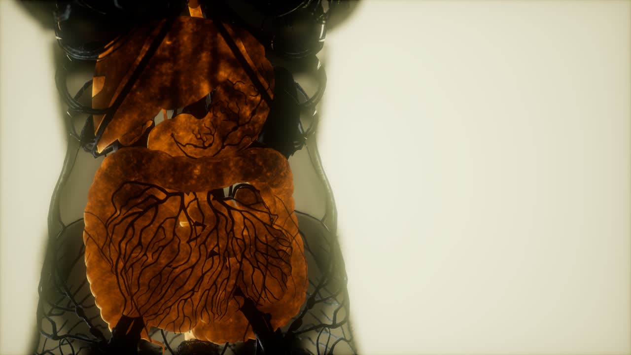 resonancia magnética de contraste de los órganos del cuerpo humano