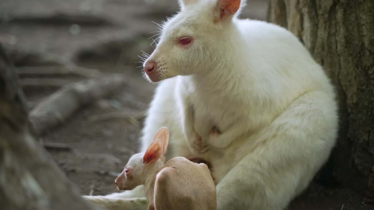 wallaby albino y su bebé sentado contra el árbol
