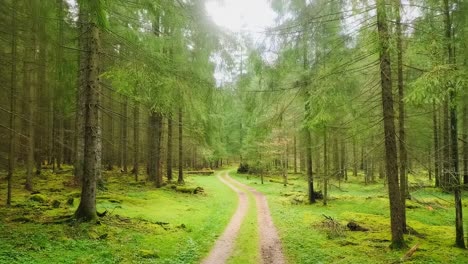 forest path in a lush green woodland