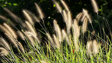 Fountain-grass-with-seed-plumes-and-flying-insects-backlit-by-sun