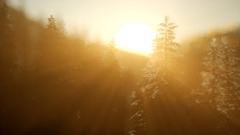 bosque de pinos al amanecer con cálidos rayos de sol