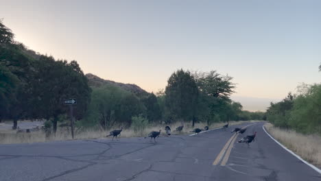 Los-Pavos-Salvajes-Cruzan-Tranquilamente-Una-Carretera,-El-Coche-Tiene-Que-Parar-Por-Ellos