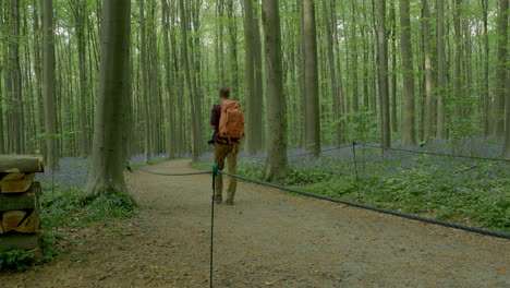 Bosque-Pintoresco-Místico-Con-Flores-De-Campanilla-Como-Alfombra-En-El-Suelo-Del-Bosque-Al-Amanecer-En-Alemania