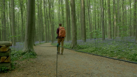 bosque pintoresco místico con flores de campanilla como alfombra en el suelo del bosque al amanecer en alemania