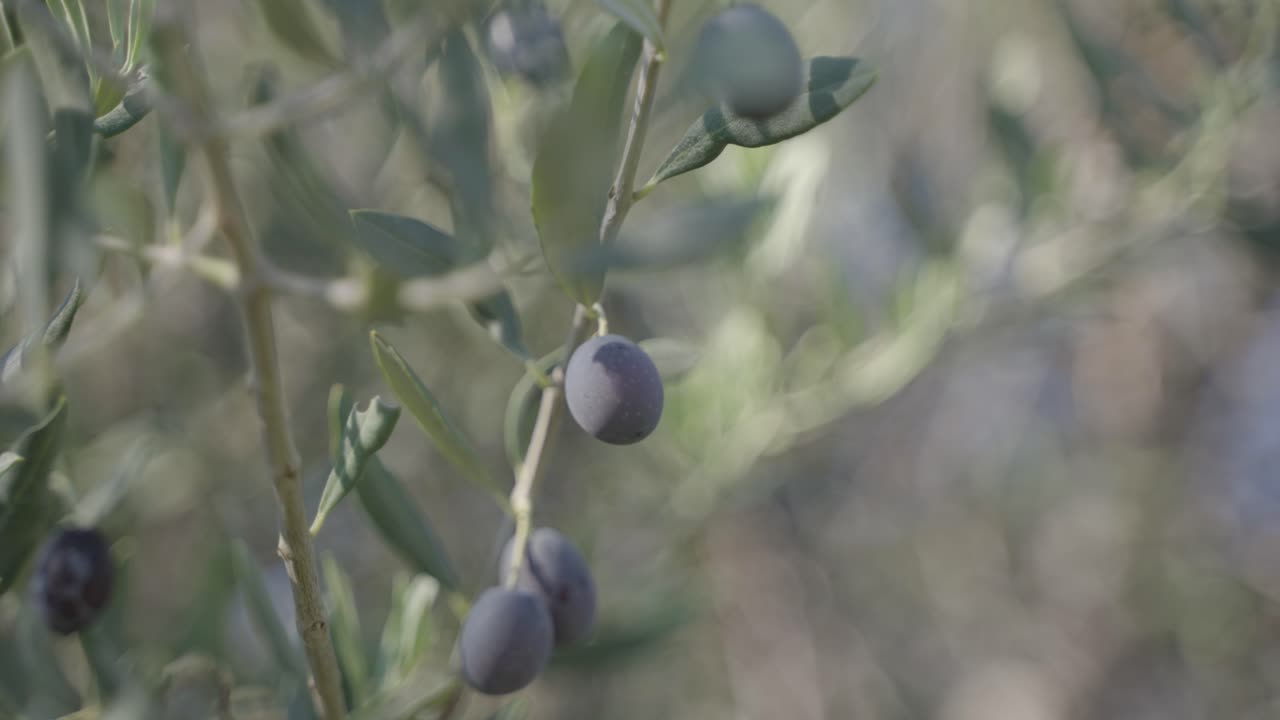 primer plano de aceitunas negras que crecen en una rama de olivo en la granja