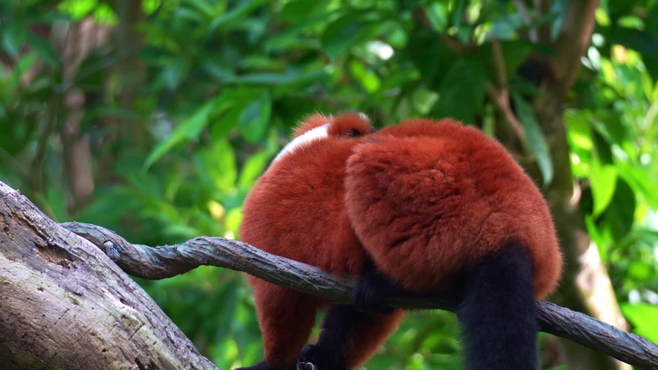 Un lemure dalla gorgiera rossa (varecia rubra) si guarda intorno con curiosità, in primo piano.