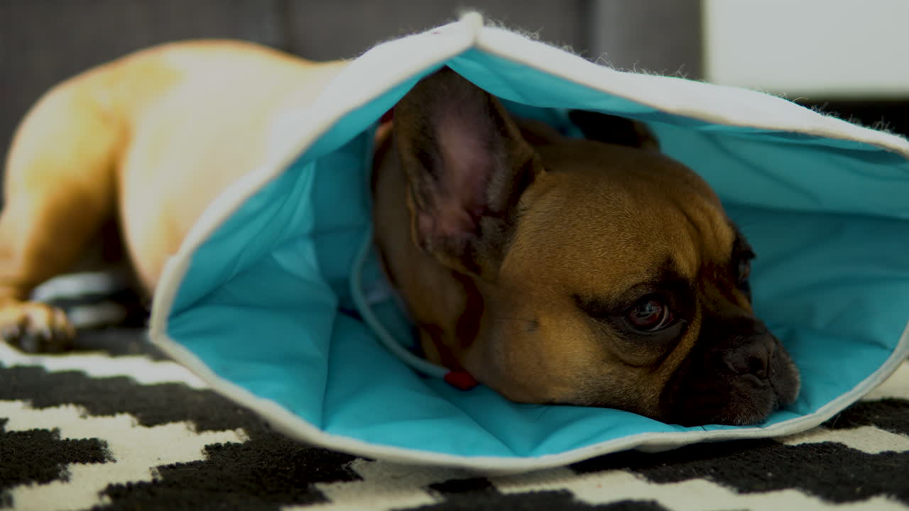 Sad dog French bulldog lying on the carpet, safety collar for security
