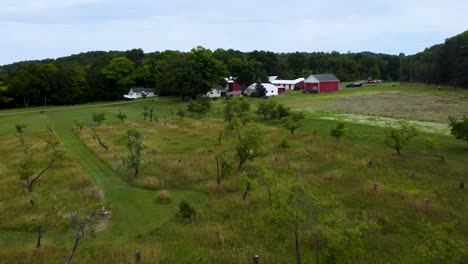 apple trees as seen from the middle of the air