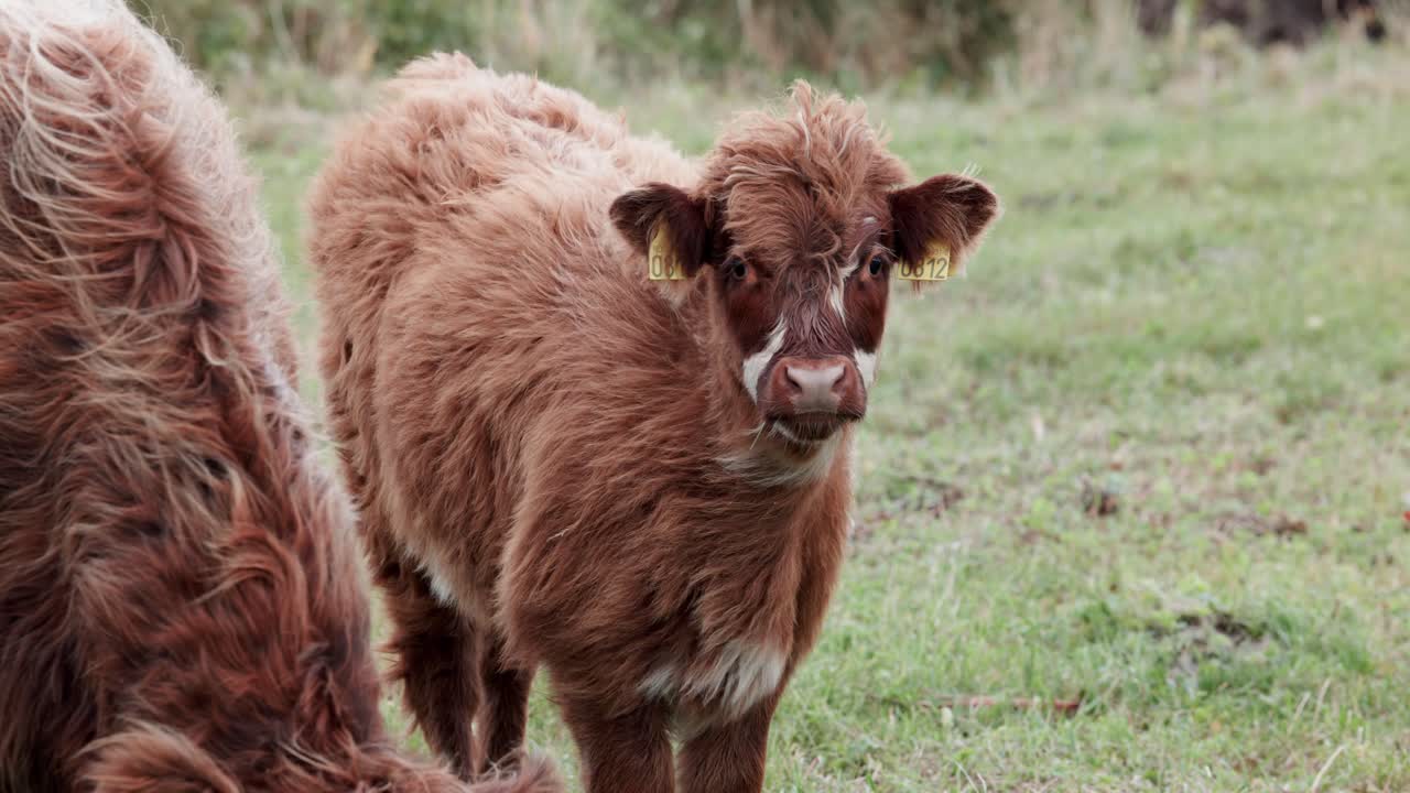Adorable brown Highland cattle calf with distinctive fluffy coat and yellow identification ear tags stands in green pasture. Close-up portrait showcases the young cow's expressive eyes and