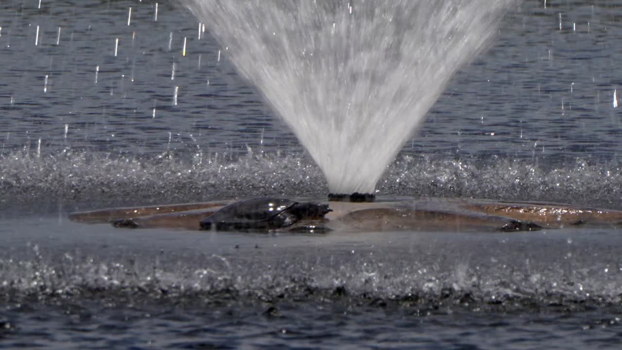 A turtle slides off an water fountain into a lake