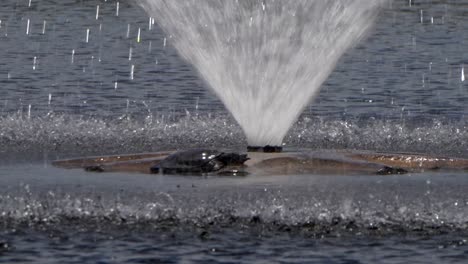 a turtle slides off an water fountain into a lake