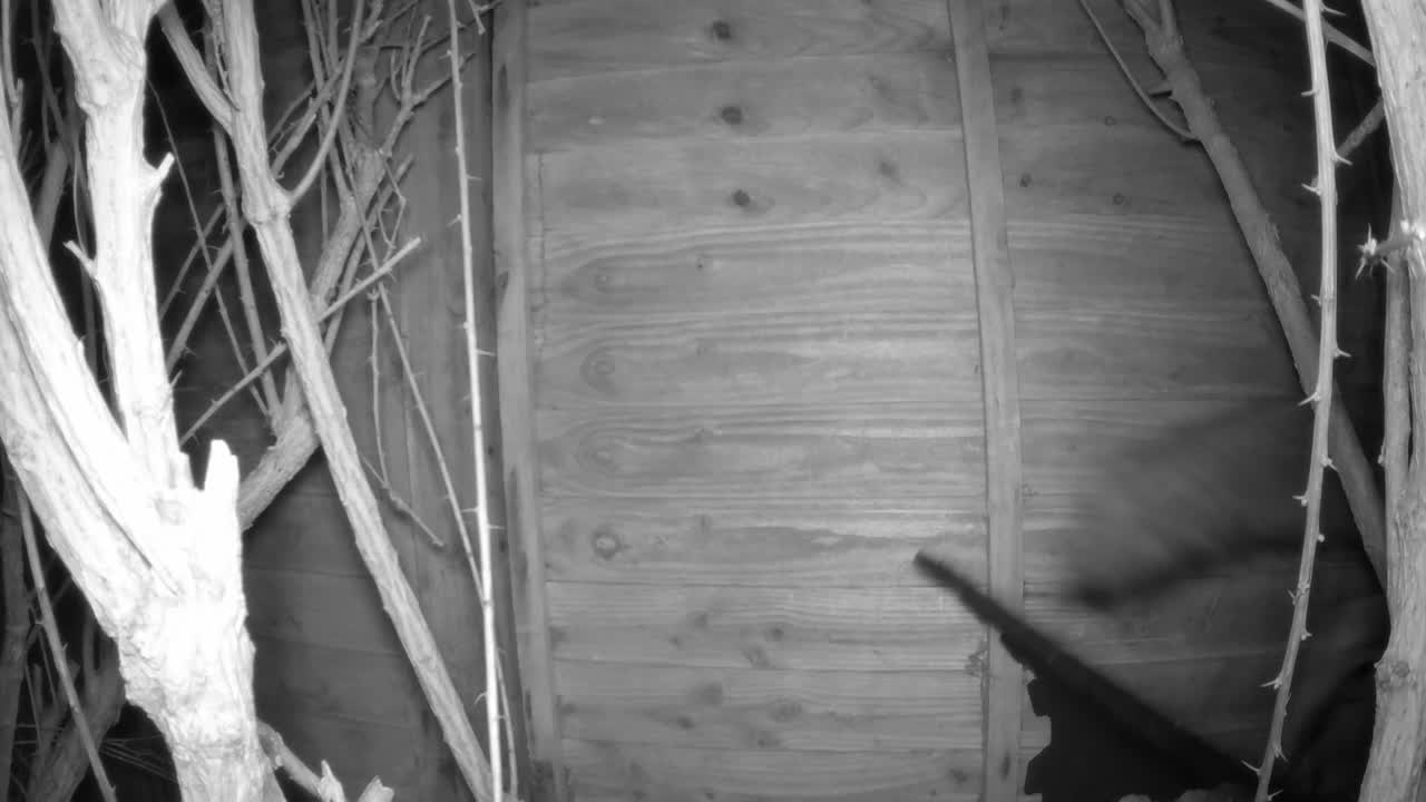 여우가 카메라를 들여다보고 떠나려고 한다