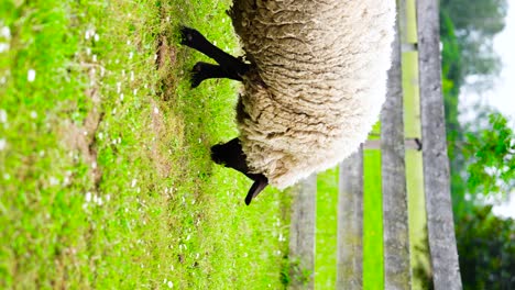 Vertical-view-of-sheep-grazing-in-pasture-with-wooden-fence,-Czechia