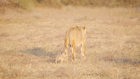 Löwin-Und-Süßes-Löwenjunges,-Die-Im-Trockenen-Afrikanischen-Savannengras-Spazieren