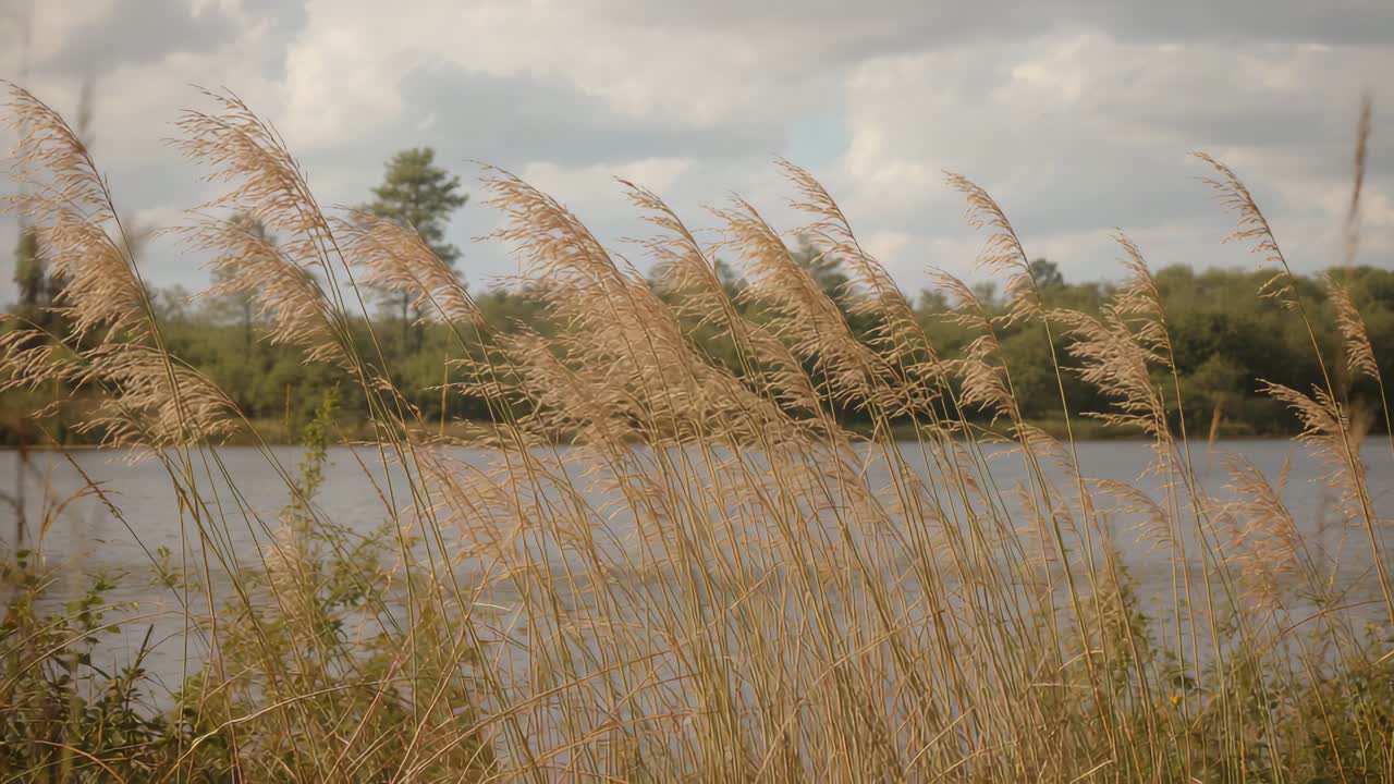 Swaying tall golden-beige reed stalks bending in steady breeze at lakeshore, rippled water