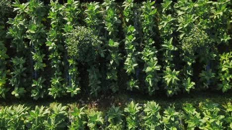 Aerial-top-down-shot-of-tobacco-plants-growing-on-mountain-in-Indonesia