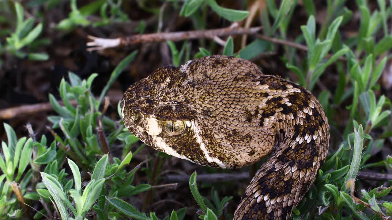 Static video of a Western Diamondback Rattlesnake