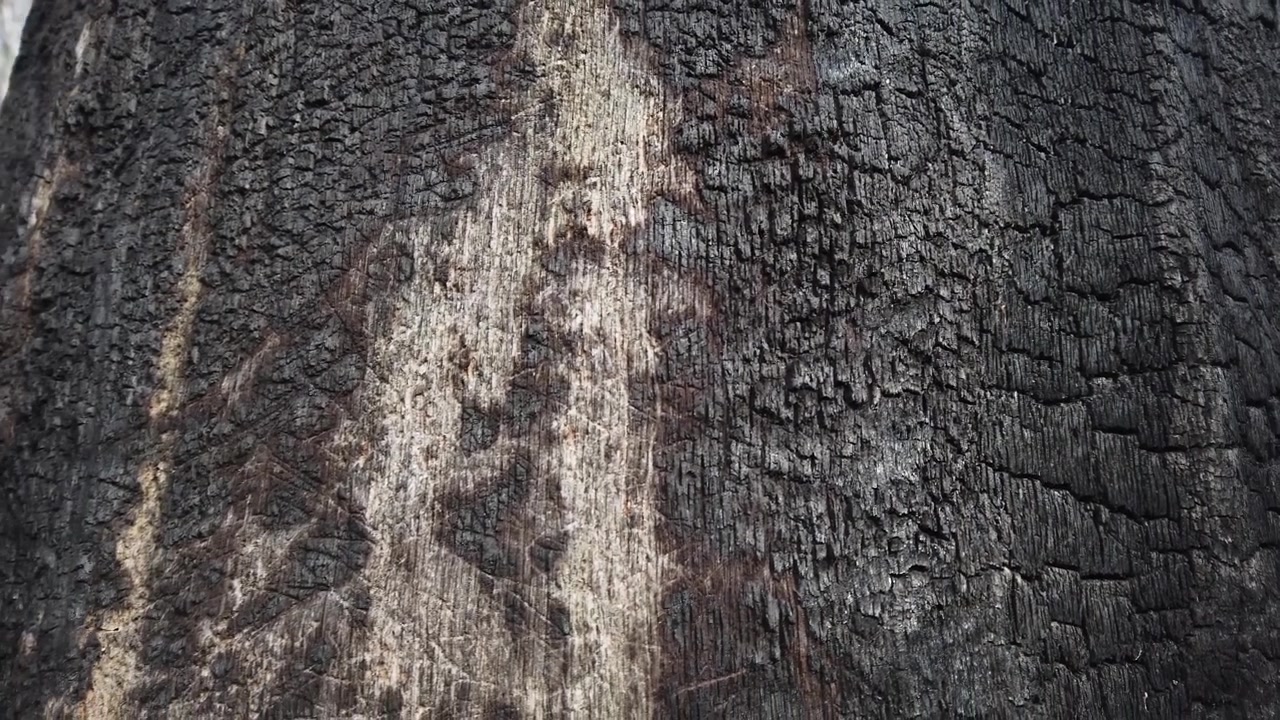 Il tronco di un albero bruciato in un incendio