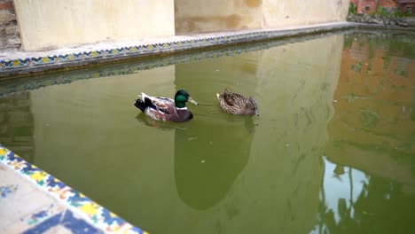 Enten-Schwimmen-In-Zeitlupe-Im-öffentlichen-Teich