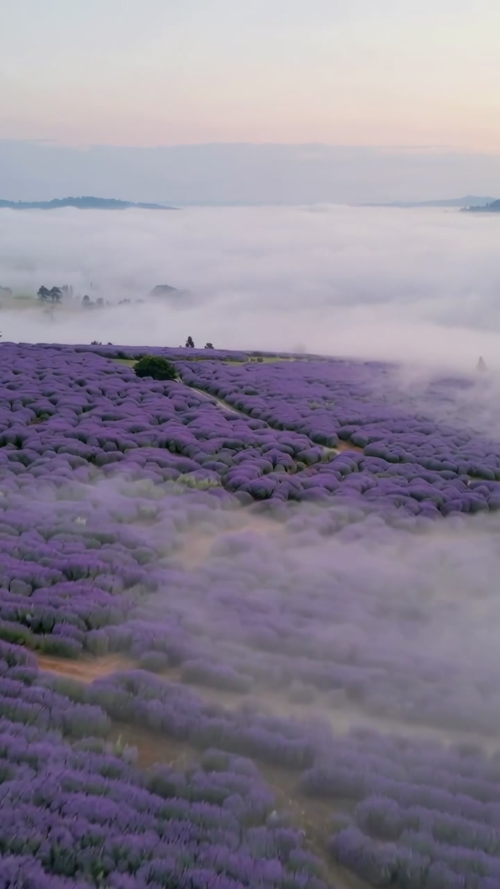 Vertical video: Gliding drone moving over lavender rows at dawn, fog revealing paths, two visitors