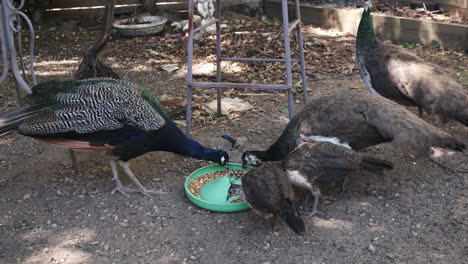 zoom out shot showing group of colorful peacocks pecking kernels of bowl in nature