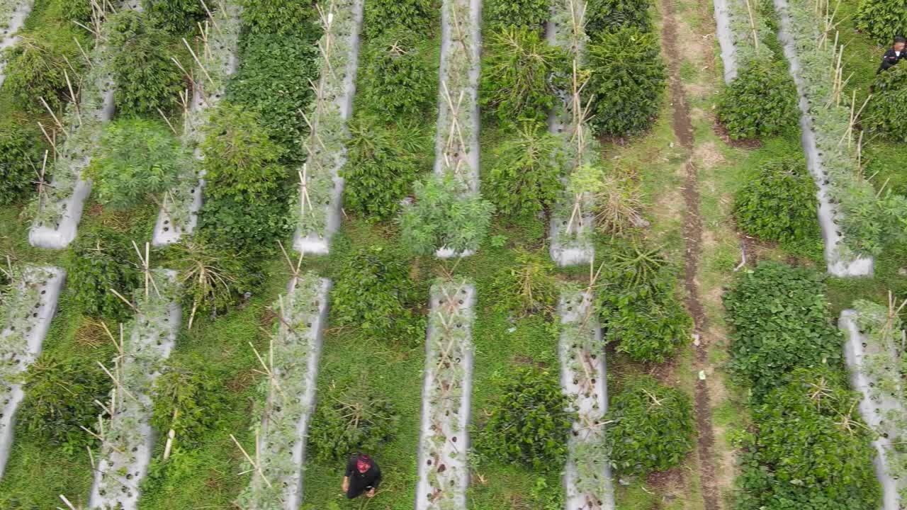 농부들이 커피 원두를 따고 모으는 커피 농장의 공중 전망